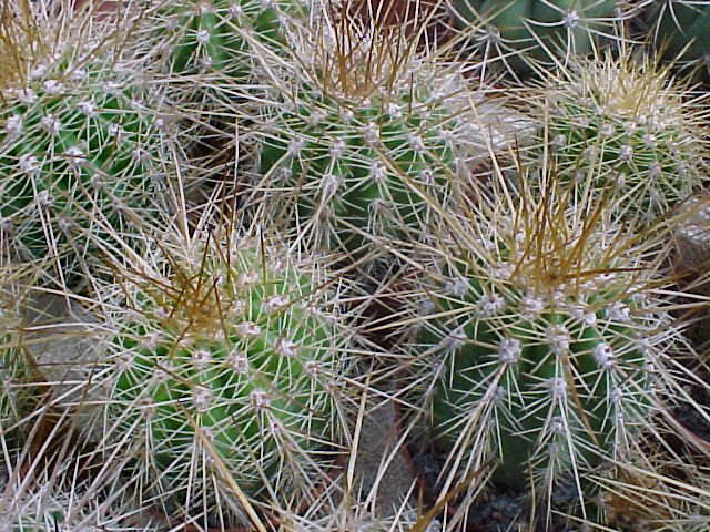 Lobivia formosa ssp randallii (ex Helianthocereus randallii) JL